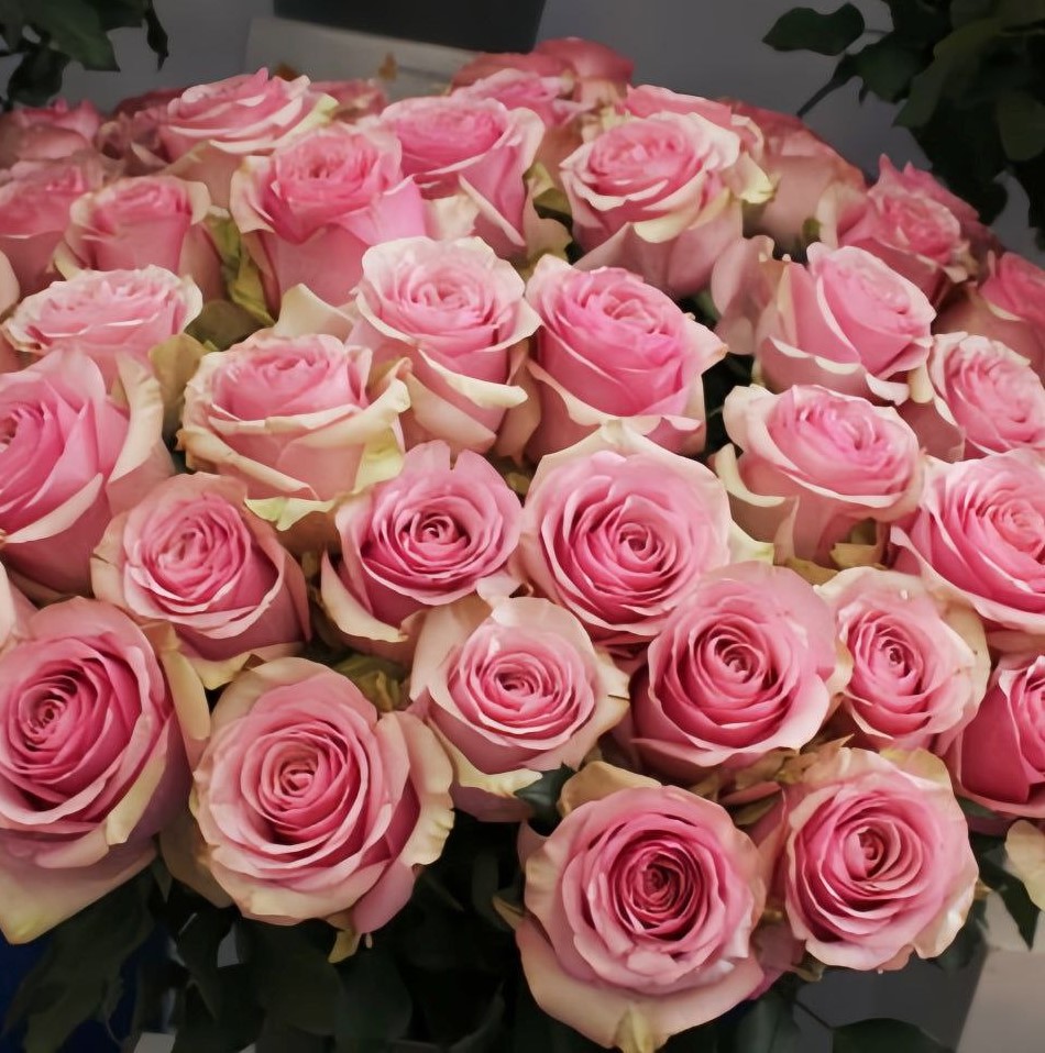 Пінк Вейв (Pink Wave)