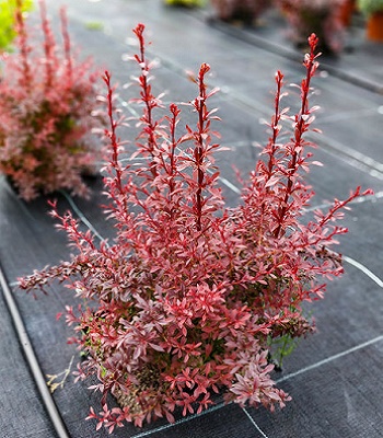 🌿 Барбарис "Orange Dream" (Berberis thunbergii "Orange Dream")