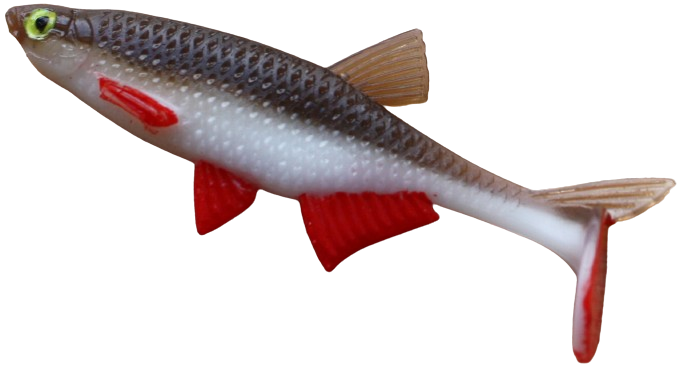 Alburnus Shad 3