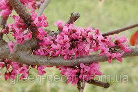 Церцис канадський "Мерлот" Cercis canadensis ‘Merlot’ /h60-80