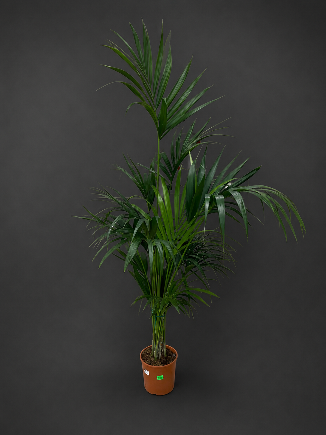 Howea  1,70 cm