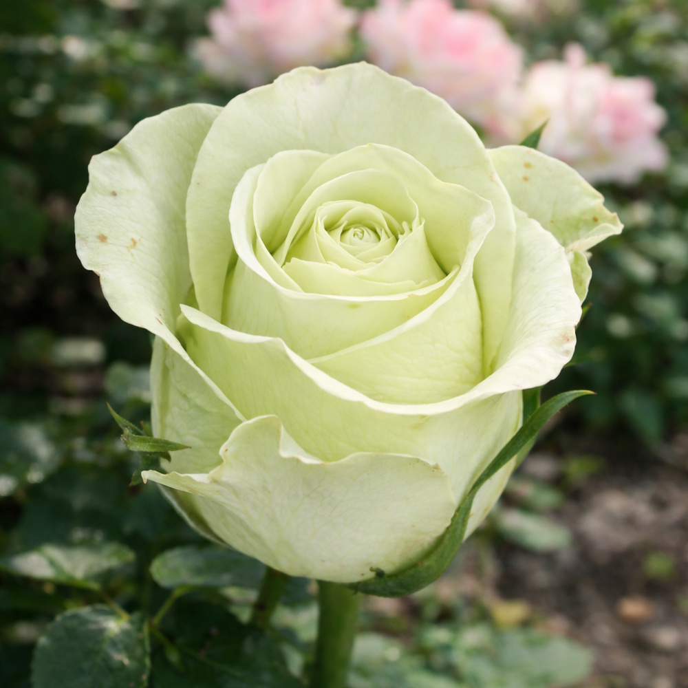 Noelle — Ноель