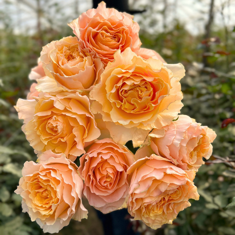 Шекспір - Shakespeare