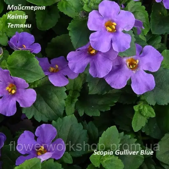 Бакопа Scopia Gulliver Blue (касетна розсада)