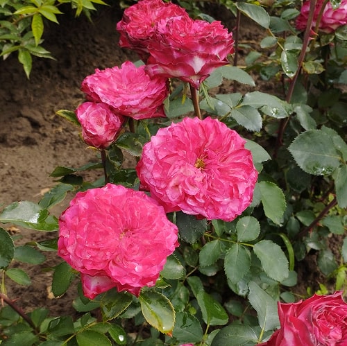 Шеффілд Парк (Sheffield Park)