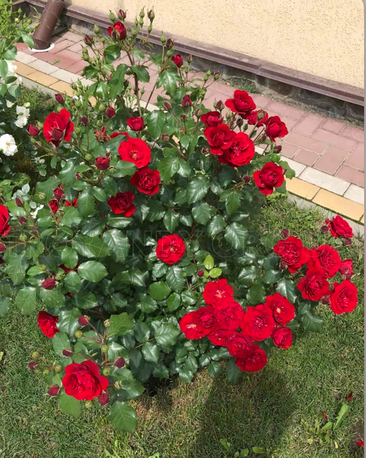 Троянда бордюрна торнадо 2р(ЗКС)