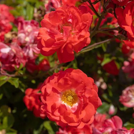 Корал Дріфт (Coral Drift)