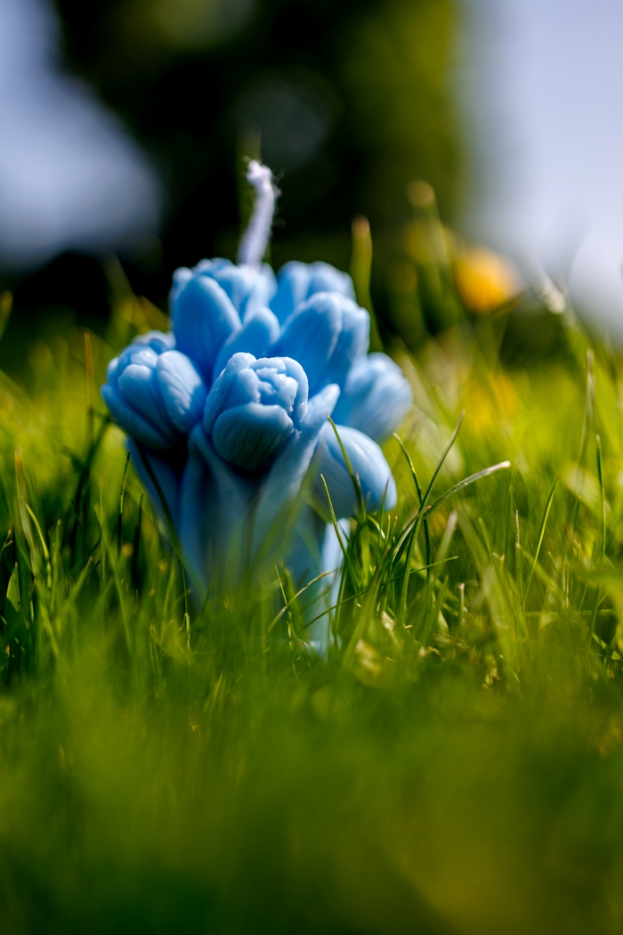 Spring flowers