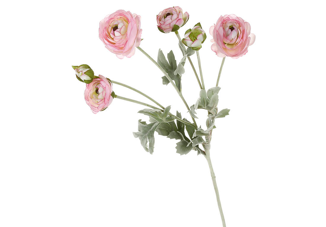 Гілка ранункулюса