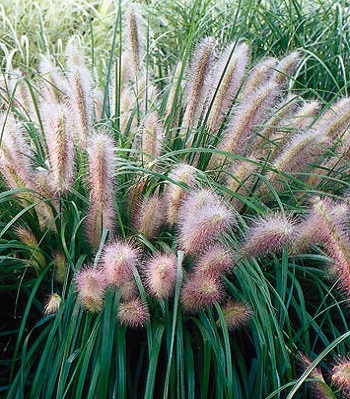 🌾 Pennisetum "Red Head"