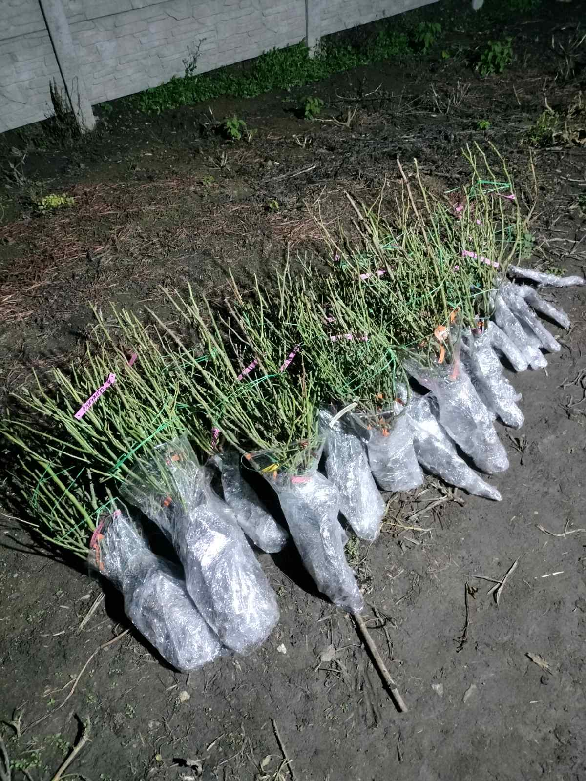 Набір троянд " ПРЕМІУМ економ"  саджанці 2,3 класу та гарні саджанці з пошкодженнями,що не впливають на розвиток рослини.