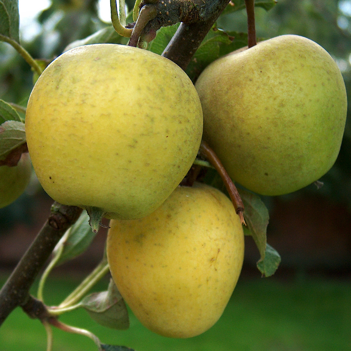 Яблуня Пітмастон