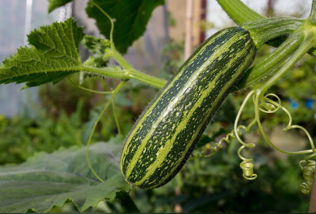 Кабачок зебра 20 г