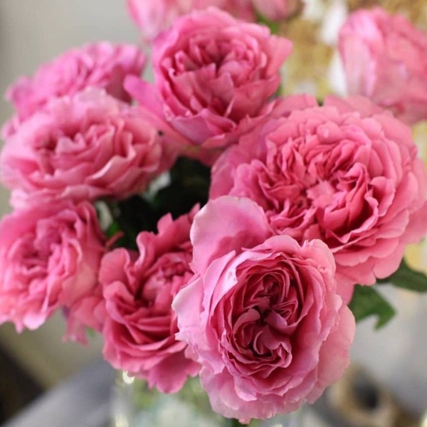 Принцеса Мейко — Princess Meiko