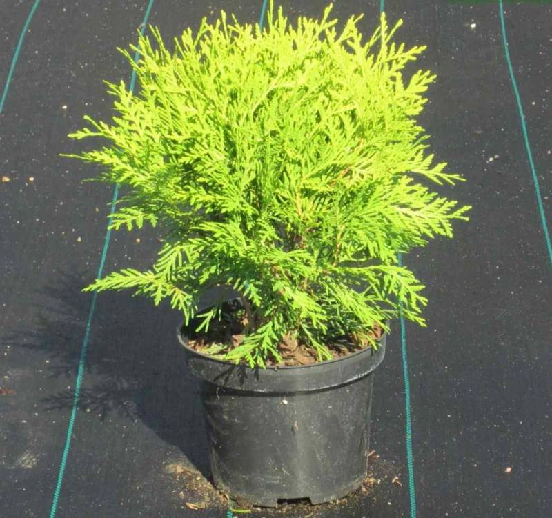 🌿 Туя західна 'Danica' (Thuja occidentalis 'Danica') в горщику Р9