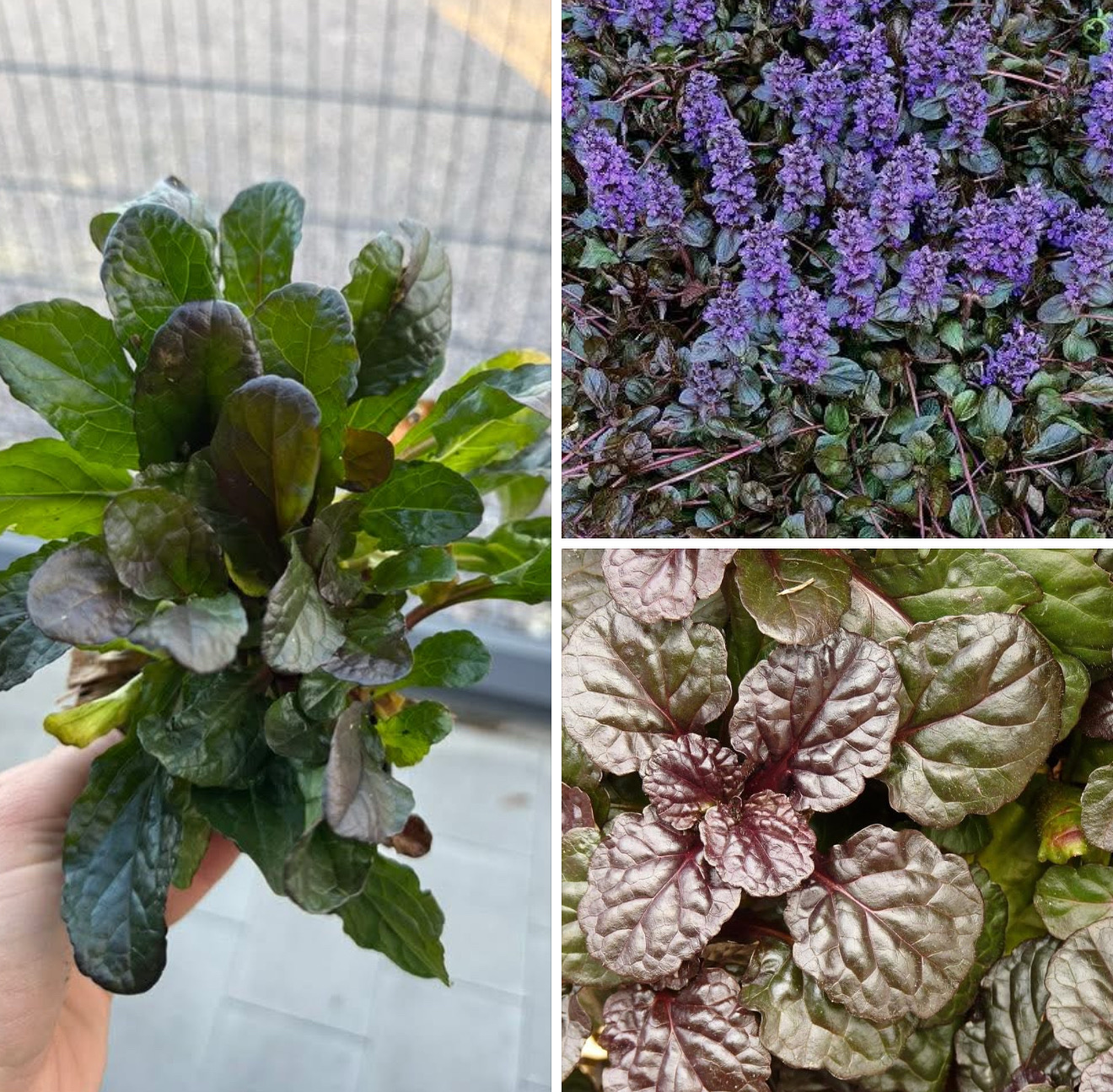 Живучка браун хетс