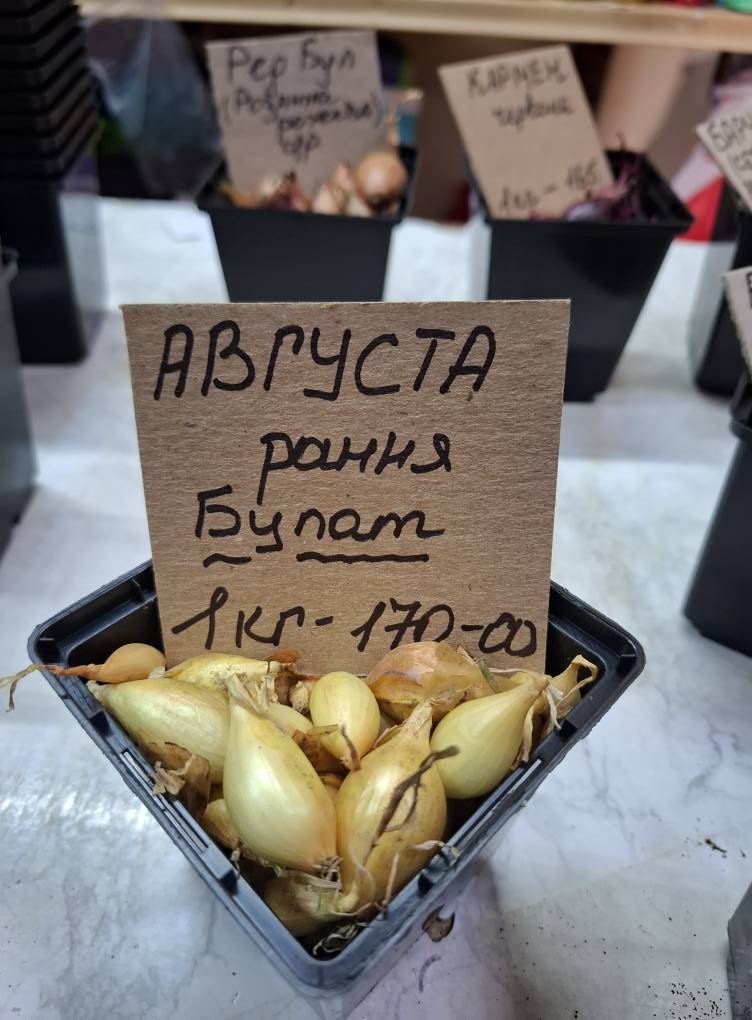 Цибуля Августа