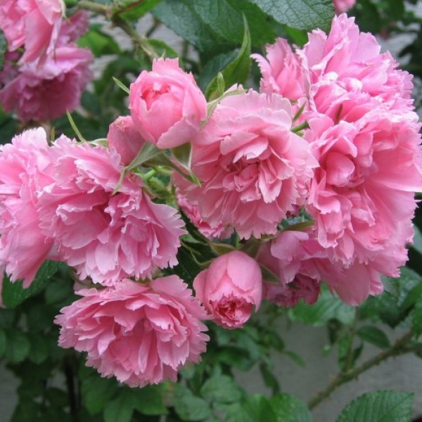 ПІНК ГРОТЕНДОРСТ(Pink Grootendorst)