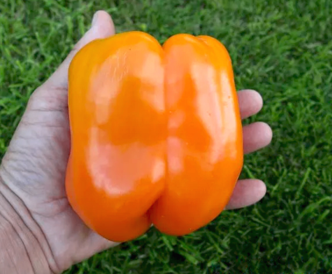 Перець Гурме 0,2 г PL (АМ)