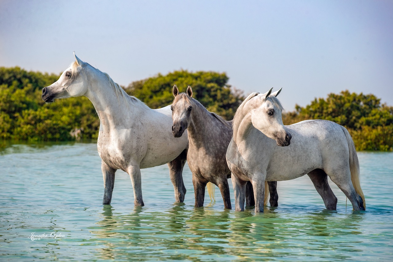 Fillies at the beach