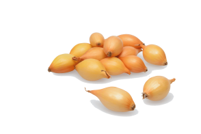 Цибуля-сіянка "Коррадо" (Corrado) TOP ONION