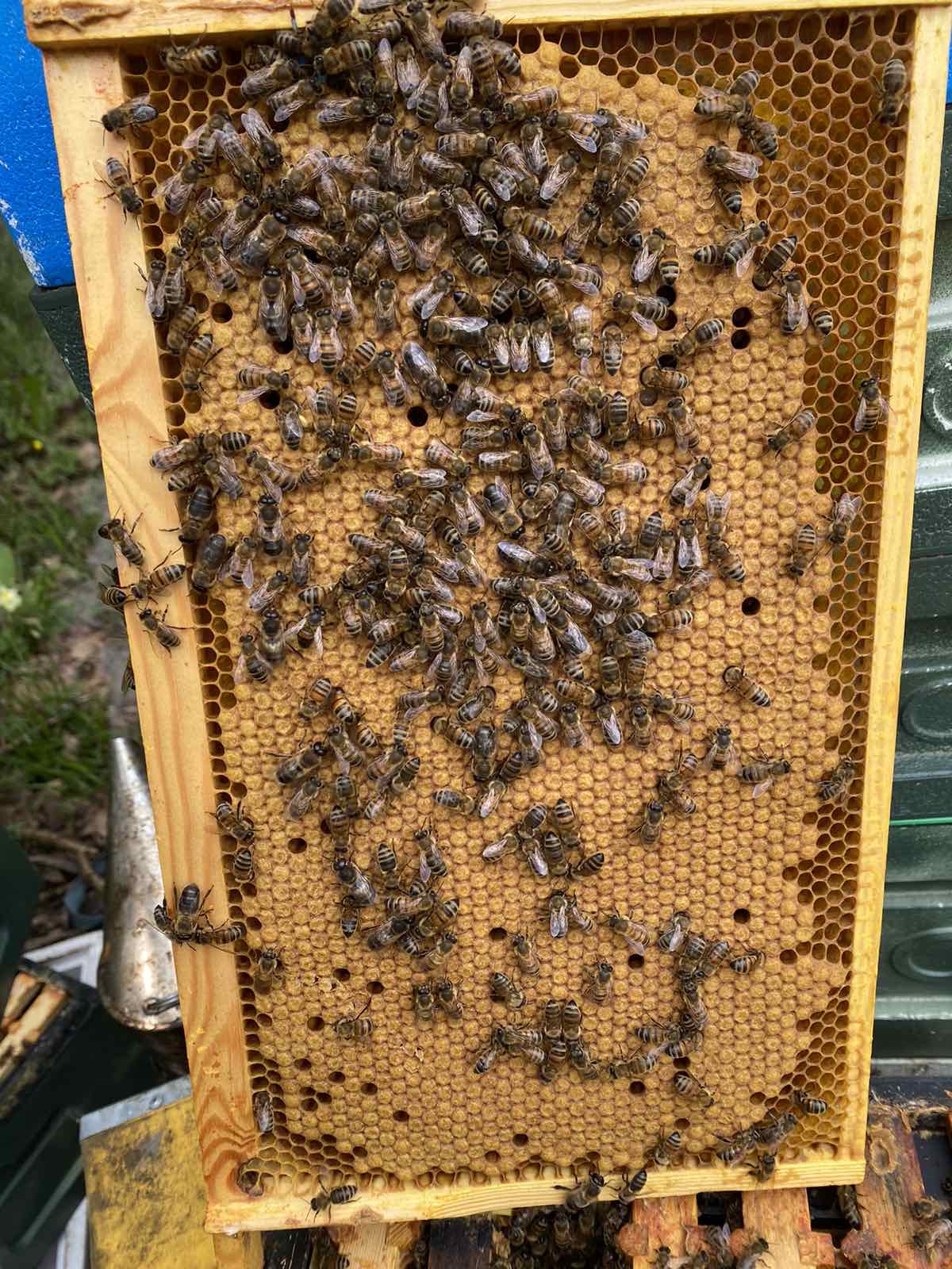 5 BS national frames overwintered nucs (correx box)