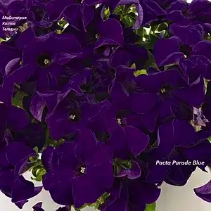 Петунія grandiflora Pacta Parade Blue (касетна розсада)