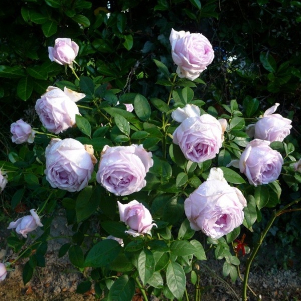 Сандра Ренессанс — Sandra Renaissance