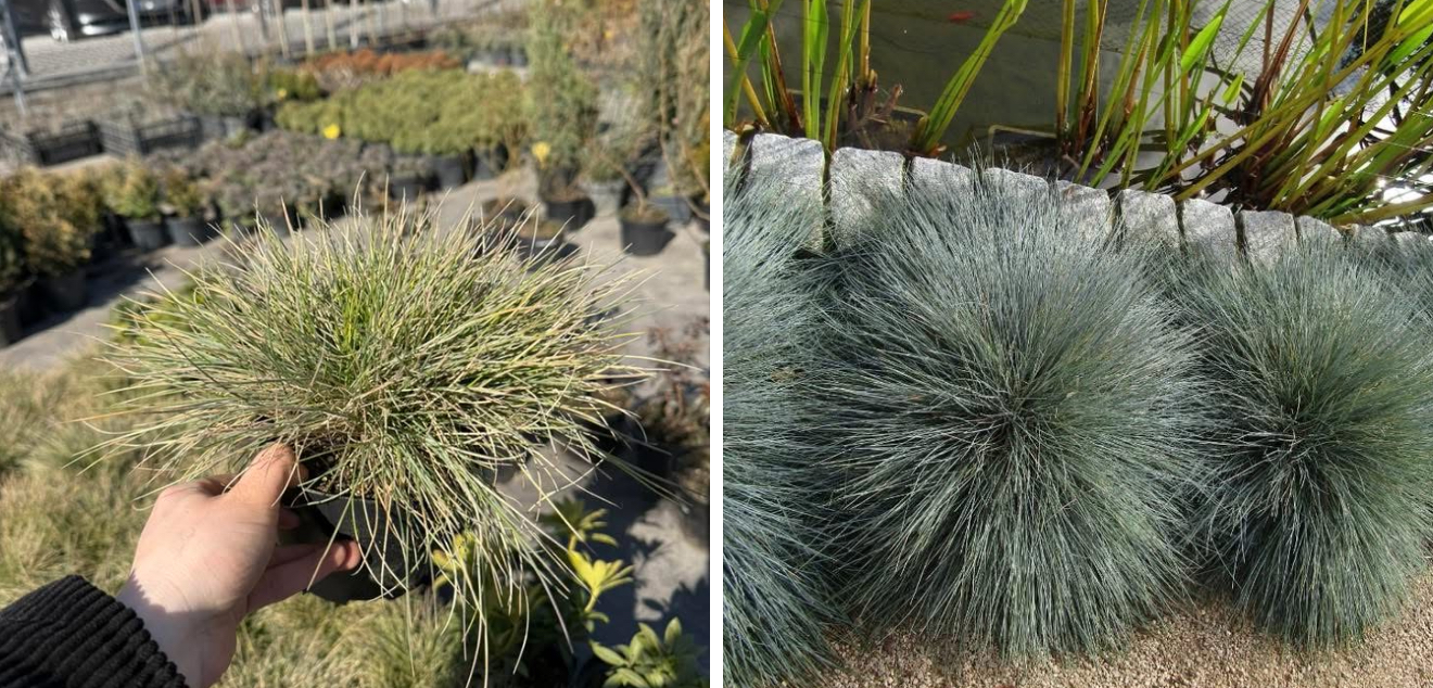 Вівсяниця сиза 1 л 80 грн