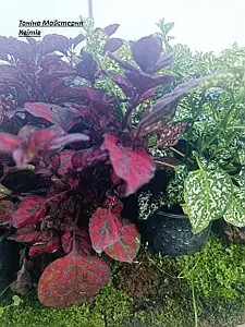 Гіпоестес червоного кольору