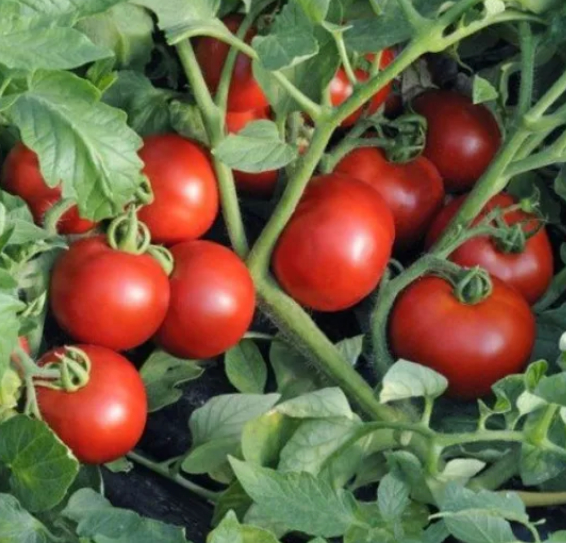 Помідори Ефемер 0,2 г (Агро Майстер)