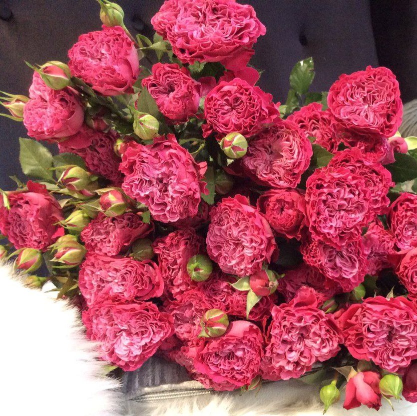 Роял Меджик (Royal Magic)