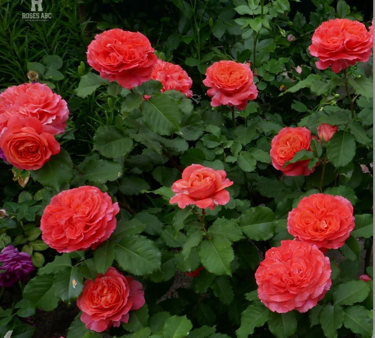 Троянда Емільєн Гійо