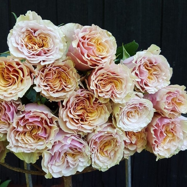 Мабелла — Mabella