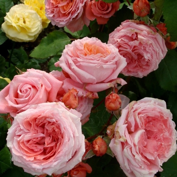 Інститут Люм'єр — Institut Lumiere