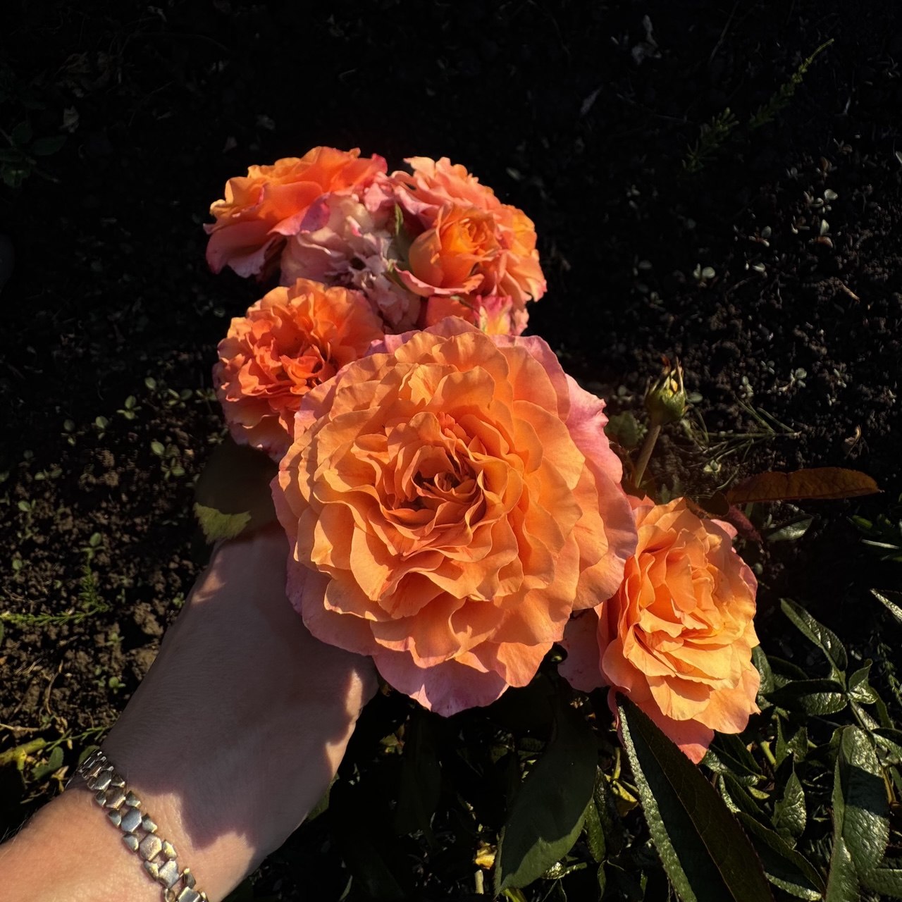Оранж Краш (Orange Crush)