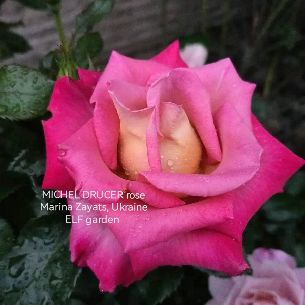 МІШЕЛЬ ДРУКЕР (Michel Drucer)