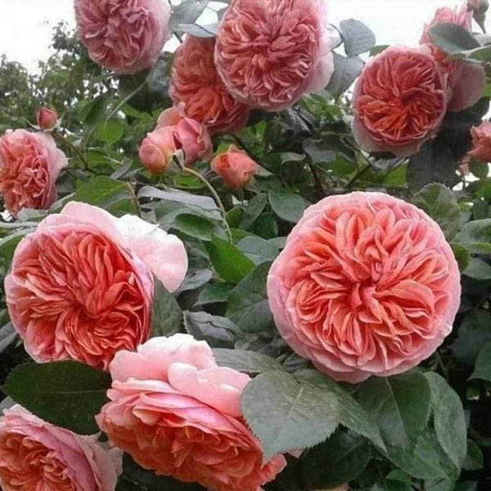 Чіппендейл (Chippendale)