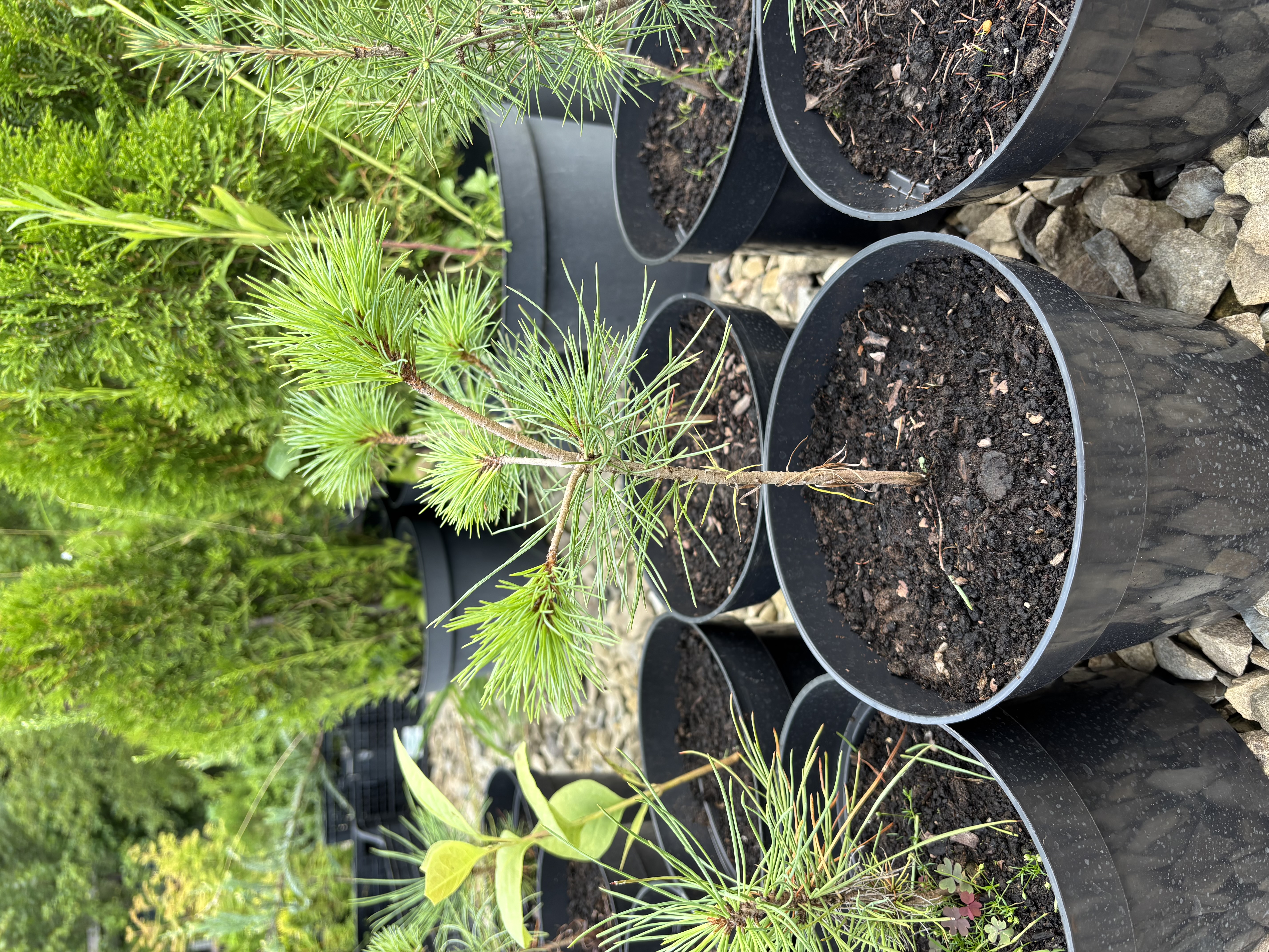 Сосна стробіформіс