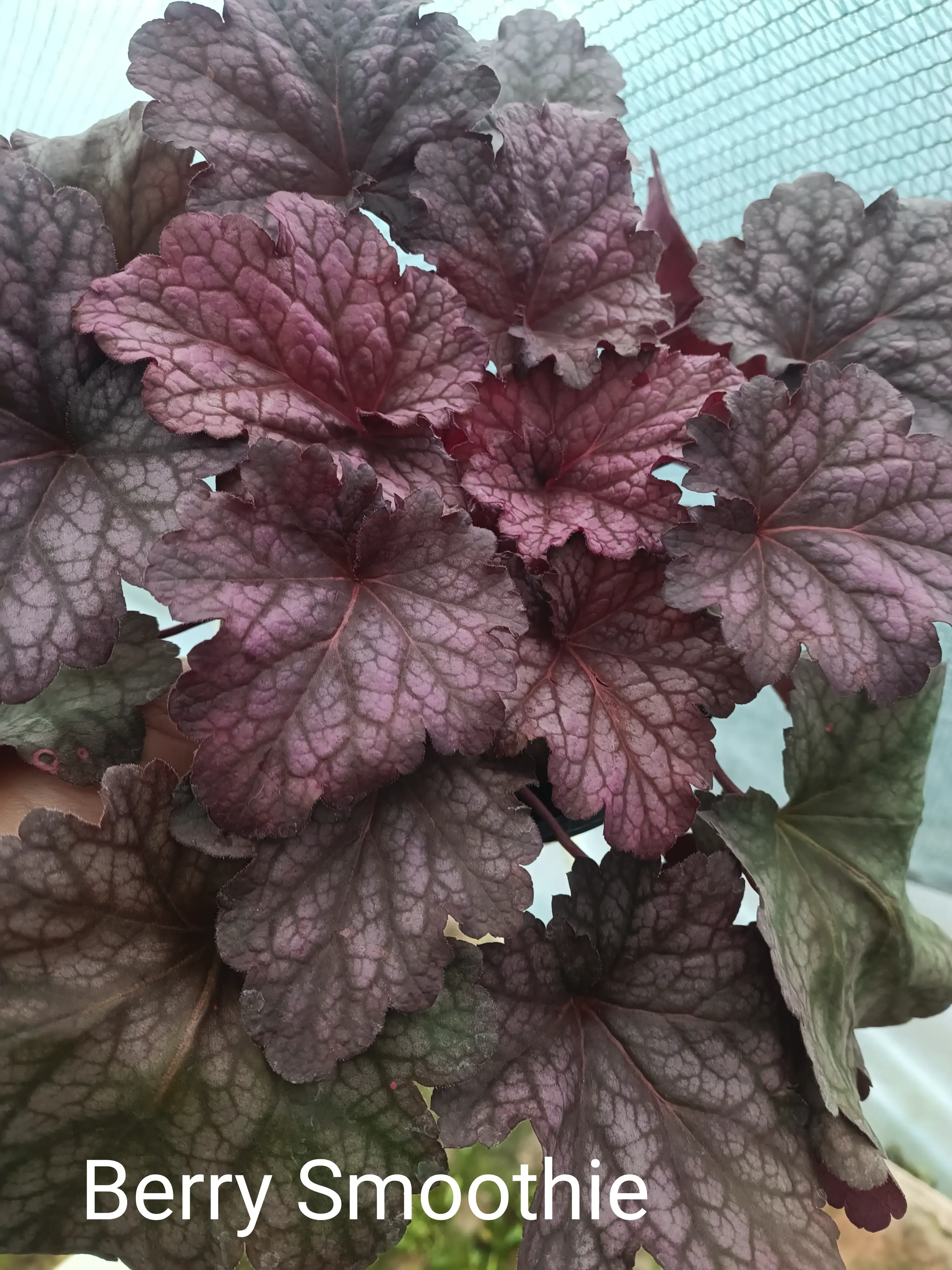 Гейхера Berry Smoothie у горщику р.12