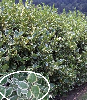 🌿 Бірючина срібнолиста "Variegata"