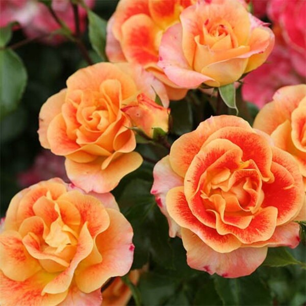 Еірбраш — Airbrush