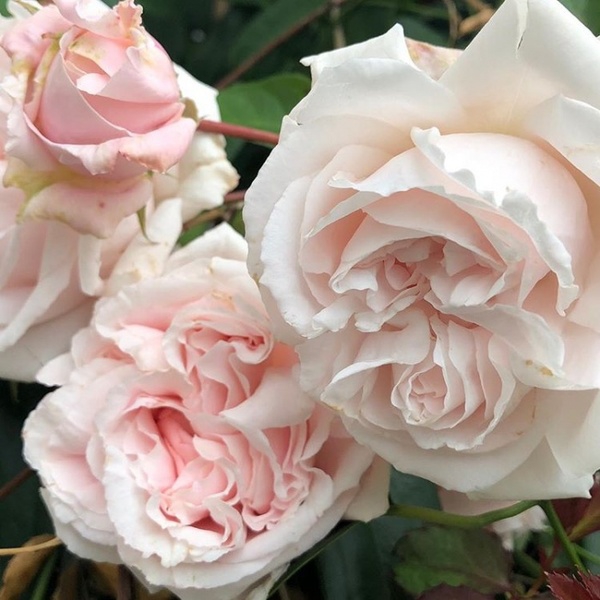 Констанс Моцарт — Constanze Mozart