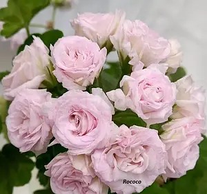 Пеларгонія розебудна Rococo (касетна розсада).