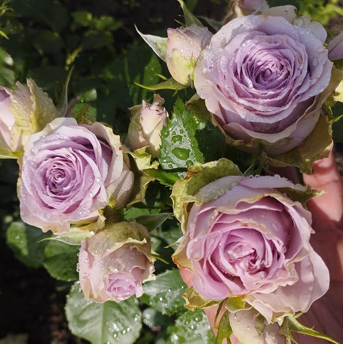 Саманта Брайдал (Samantha's Bridal)