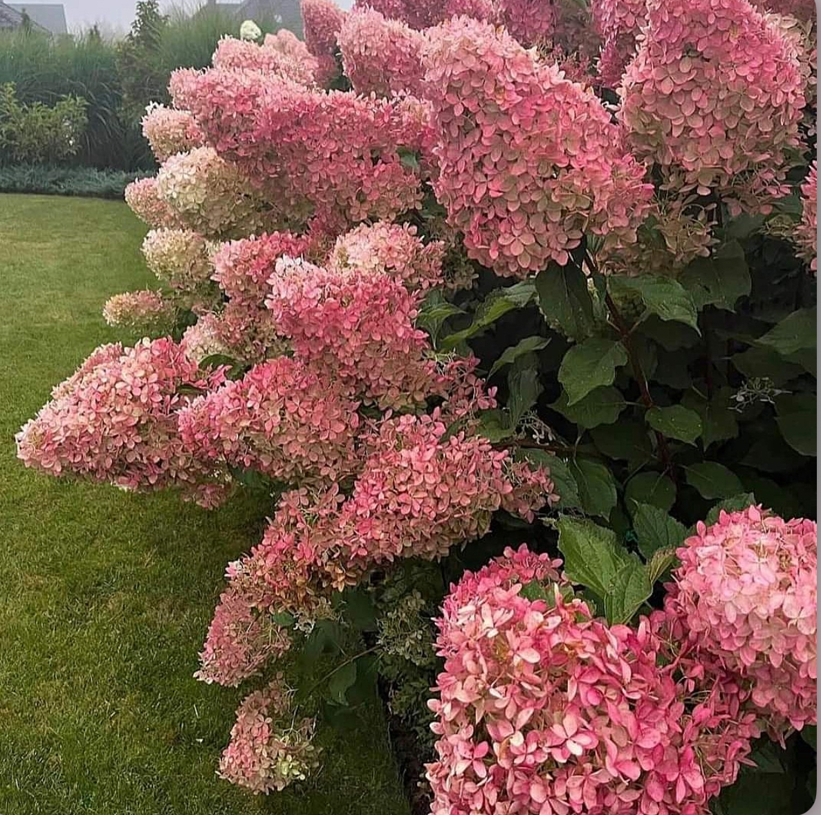 Гортензія фантом 4 річна 3 л