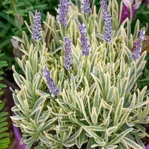 Лаванда Рlatinum Blonde - в горщику р.10