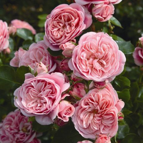 Байландо (Bailando)