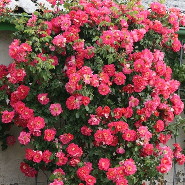 Баяццо — Bajazzo