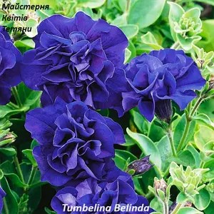 Петунія махрова Tumbelina Belinda (касетна розсада).